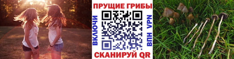KRAKEN ССЫЛКА  Саранск  Галлюциногенные грибы MAGIC MUSHROOMS 